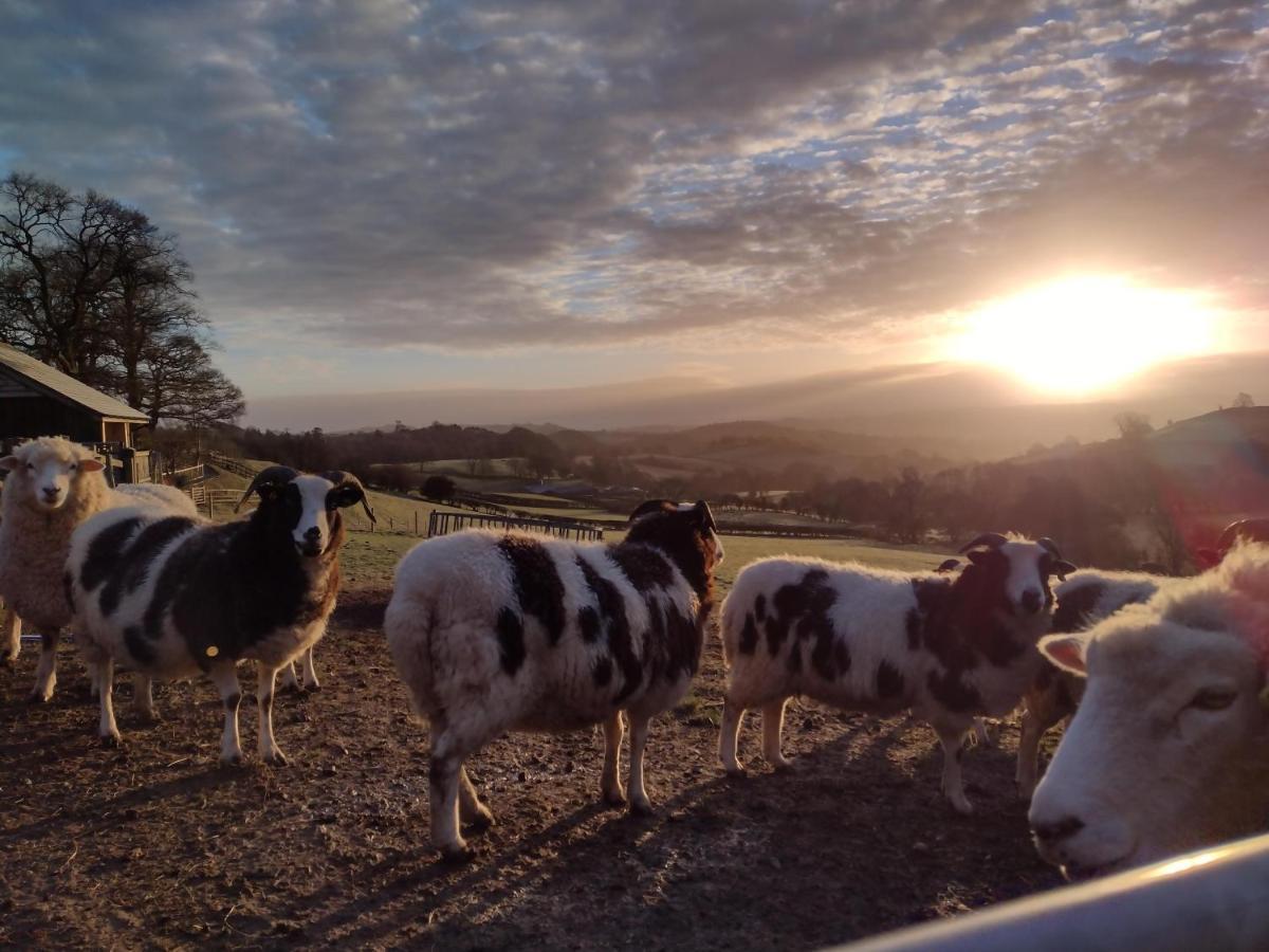 Sheep Dip Cottage - 5* Cyfie Farm, With Log Burner And Private Hot Tub Llanfyllin Экстерьер фото